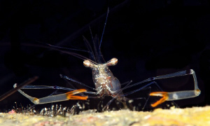 Shrimp by Lucie Drlikova 